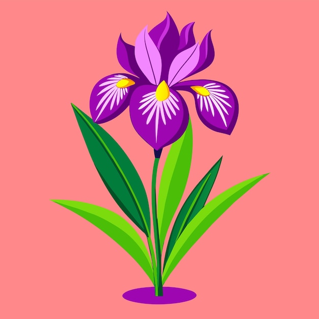 Vector purple iris flower cartoon plant