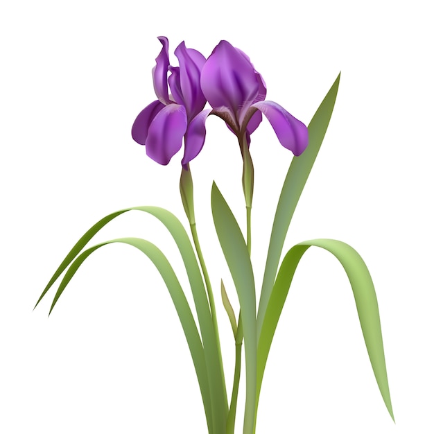 紫色のアイリスの花
