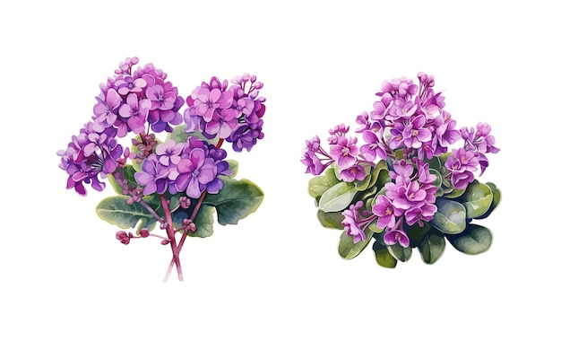 Purple Kalanchoe Blossfeldiana clipart isolated vector illustration
