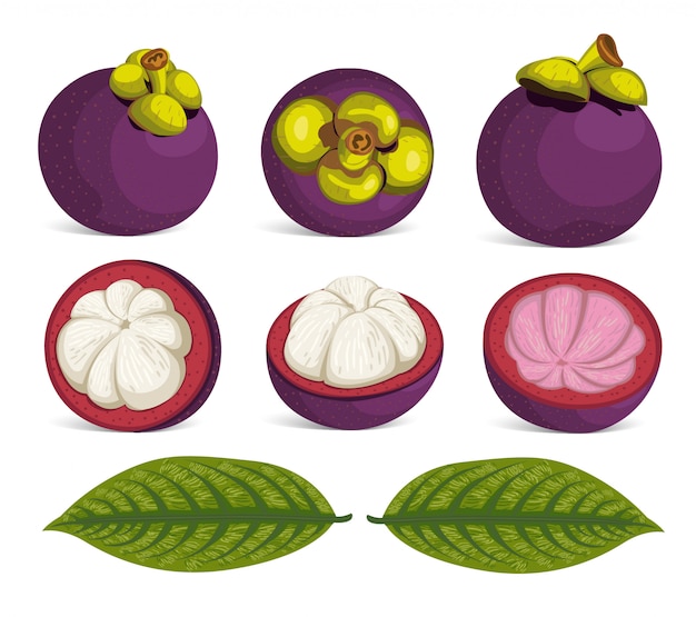 Purple Mangosteen Fruit Isolated Vector