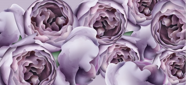 Purple peony flowers background watercolor