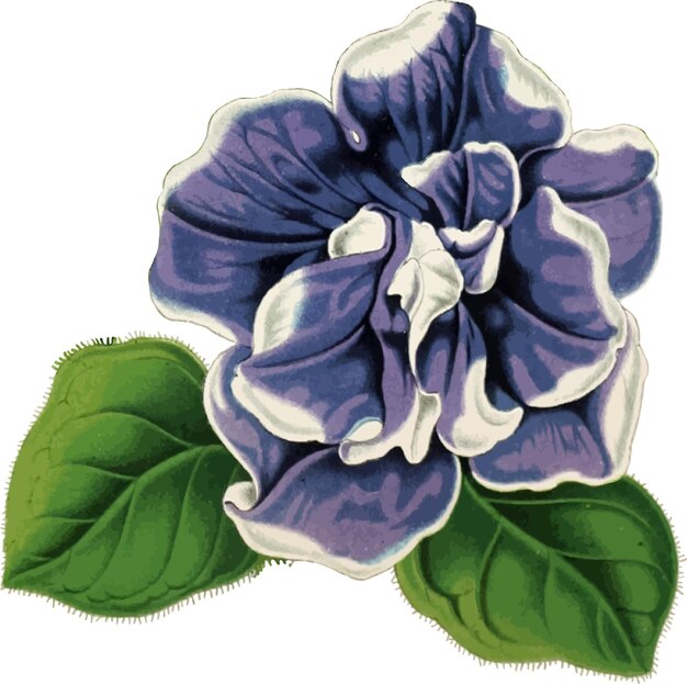 purple petunia flower