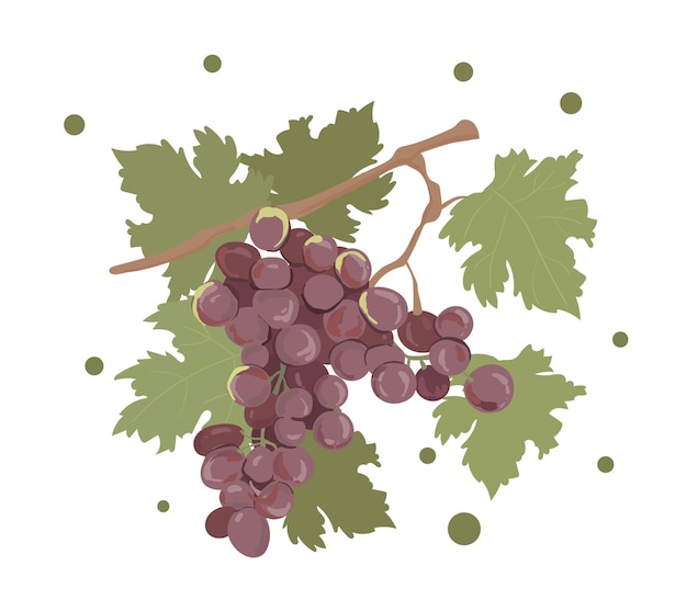 Vettore illustrazione dell'uva viola e rossa uva viola con gambo e foglia isolata su sfondo bianco