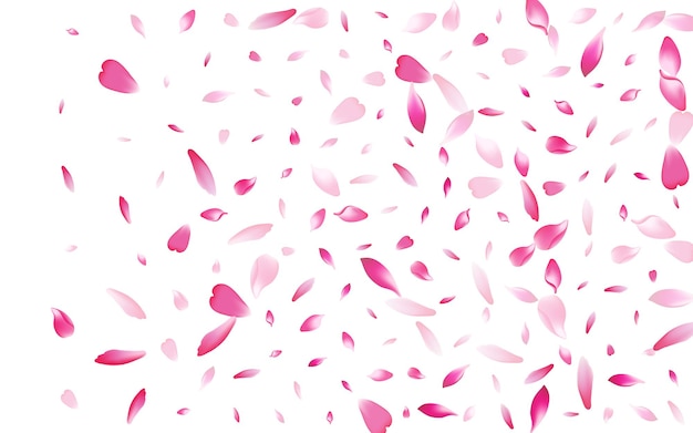 purple rose petal white background. color floor cherry petal pattern.