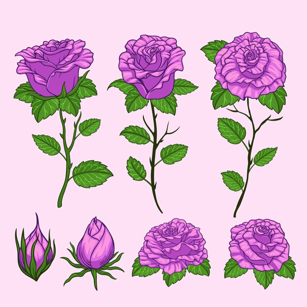 Vettore collezione disegnata a mano di fiori di rose viola