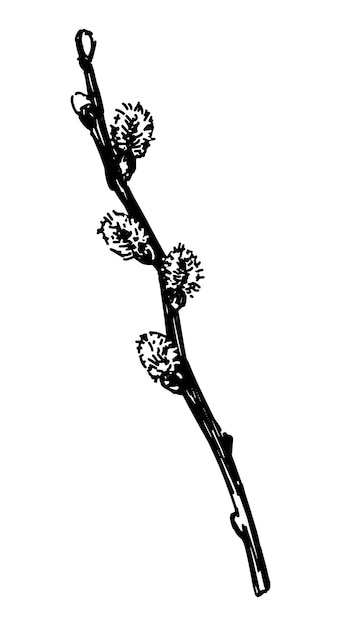 Pussy willow twig sketch Spring time blooming tree branch clipart Hand drawn vector illustration isolated on white background