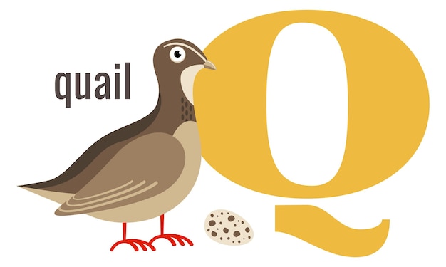 Q word symbol alphabet card with cartoon quail