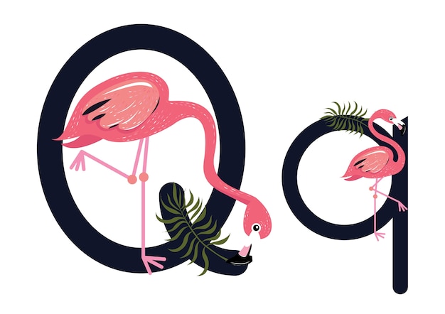 Qq Flamingos