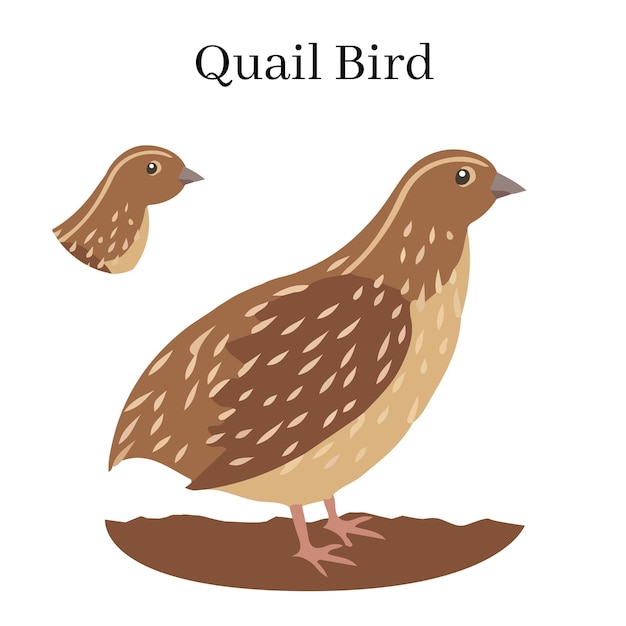 Vector quail bird