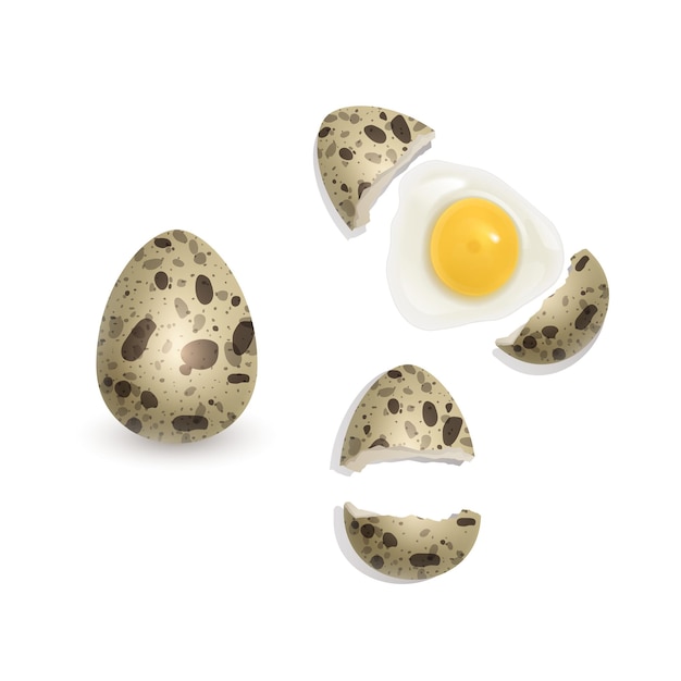 Перепелиные яйца, выделенные на белом фоне, задают векторную иллюстрацию целого яйца с разбитой скорлупой