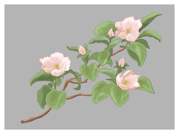 Vector quince apple cherry sakura apricot plum spring blossom flowers