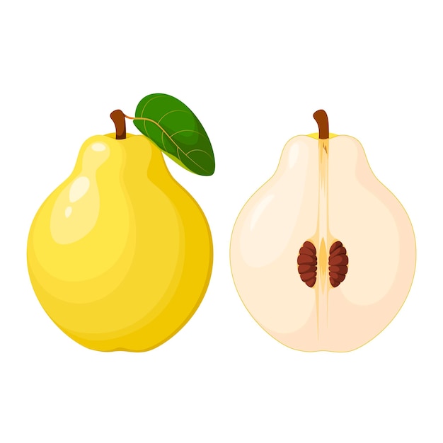 Quince on a white background. Whole and half of the fruit. Cartoon design.