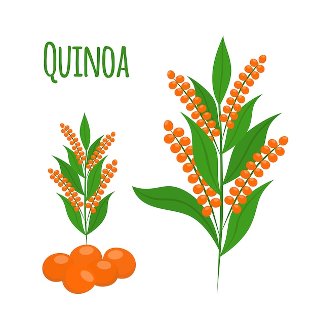 Set di quinoa