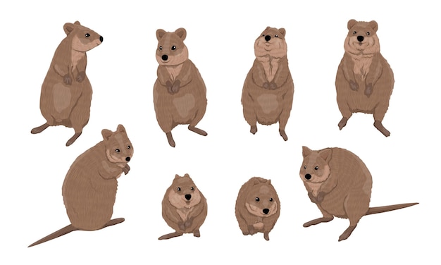 Vector quokka set shorttailed scrub wallaby setonix brachyurus in different poses