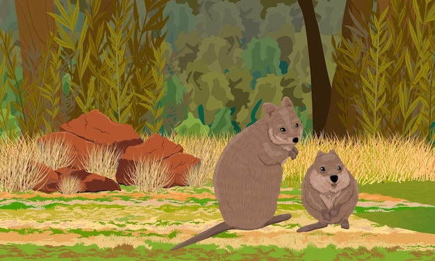 Quokkas in a clearing in front of an Australian forest