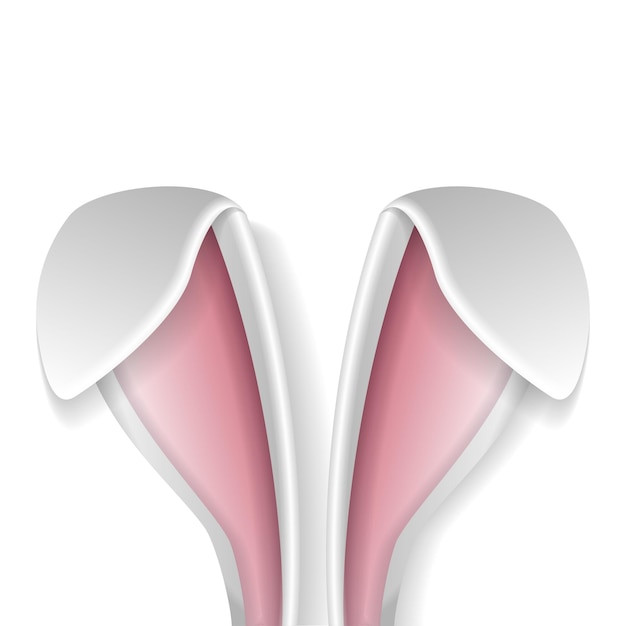 토끼 귀 토끼의 볼륨있는 흰색 귀