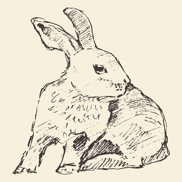 Vector rabbit, engraving style, vintage illustration, hand drawn, sketch