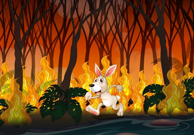 A rabbit running in wildfire