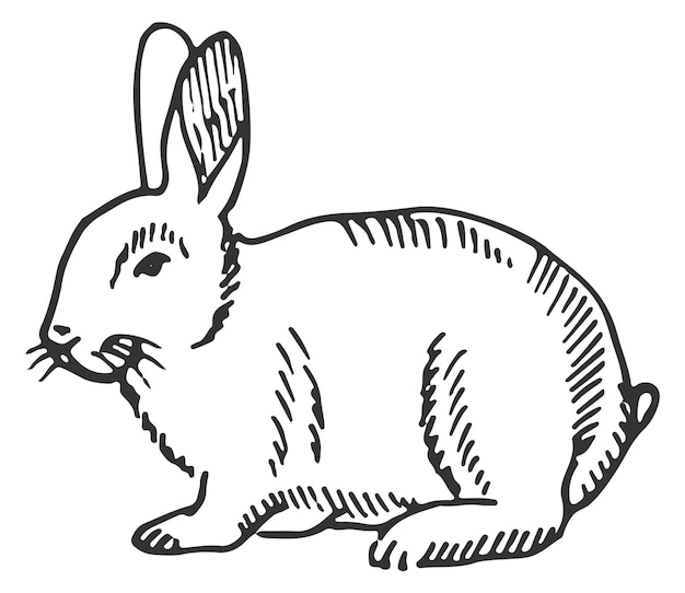 토끼 스케치 손으로 그린 토끼 부활절 토끼 흰색 배경에 고립