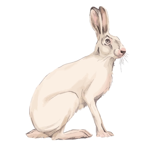 rabbit sketch isolated on white hand drawind