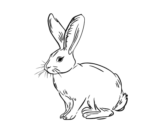 Disegno di illustrazione vettoriale di coniglio arte vettoriale di coniglio