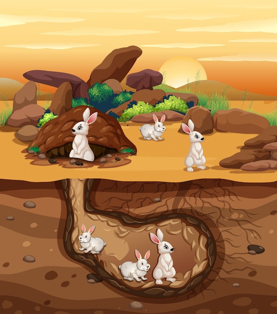 Rabbits Digging a Hole