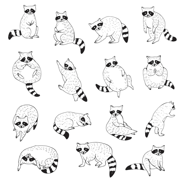 Raccoon animal vector illustrations set