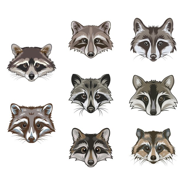 Raccoon cartoon animal head collection icons vector illustration