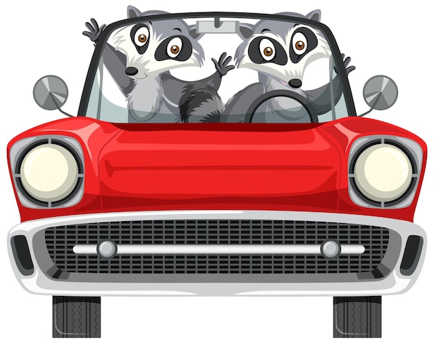 Raccoon in classic red car on white background