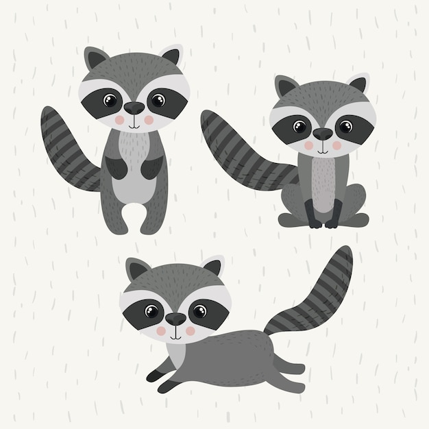 raccoon cute wildlife