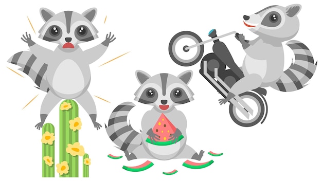 Raccoons  Sat On A Catus And Screams, Reared Up On A Motorcycle, Eats Watermelon And Around The Peel