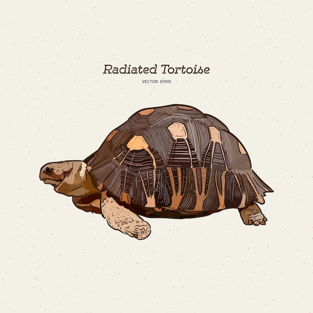 Vector the radiated tortoise is a species in the family testudinidae. hand draw sketch .