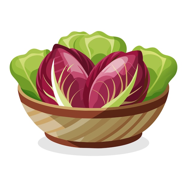 Vector radicchio in busket green leafy vegetables vector illustration