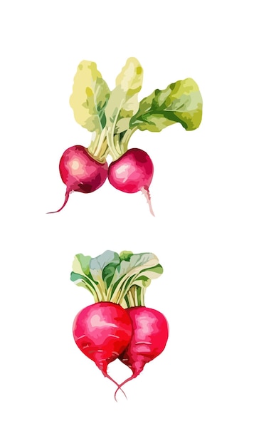 Radish clipart isolated vector illustration