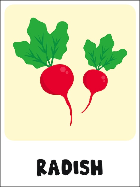 Radish flashcard