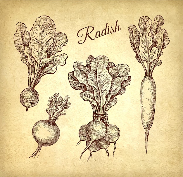 Radish ink sketch on old paper background