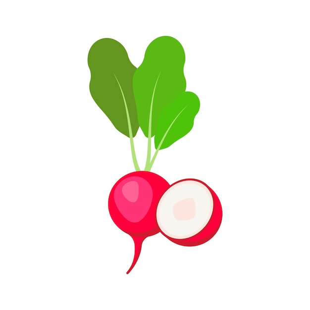 Radish isolated on white background vector illustration