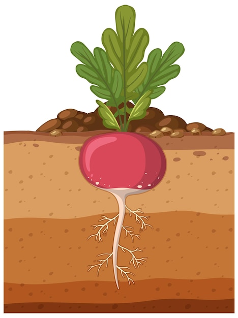 ベクトル 根系を持つ大根植物