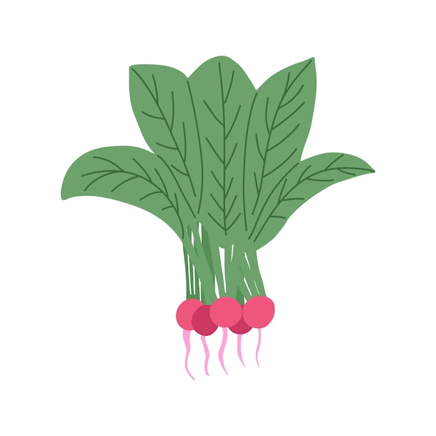 Radish Vector illustration in flat style