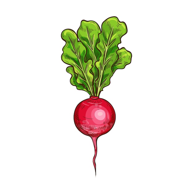 Icona vegetale di schizzo di ravanello vettoriale