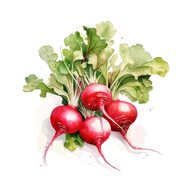 Radish watercolor clipart illustration