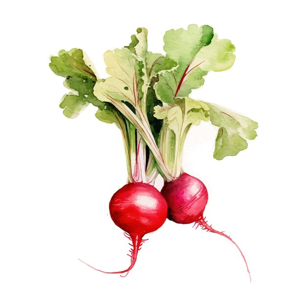 Radish watercolor clipart illustration