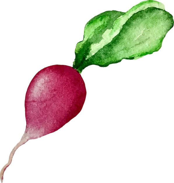 Vector radish watercolor