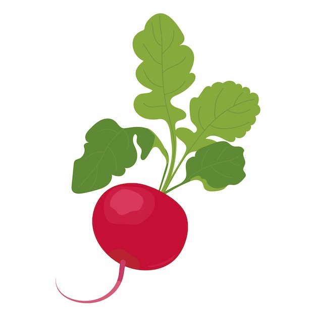 Radishes in flat style Vector vegetable on a white background Pink root vegetable with green leaves