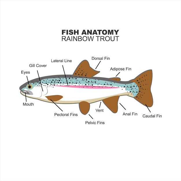벡터 교육 벡터에 대한 무지개 송어 해부학