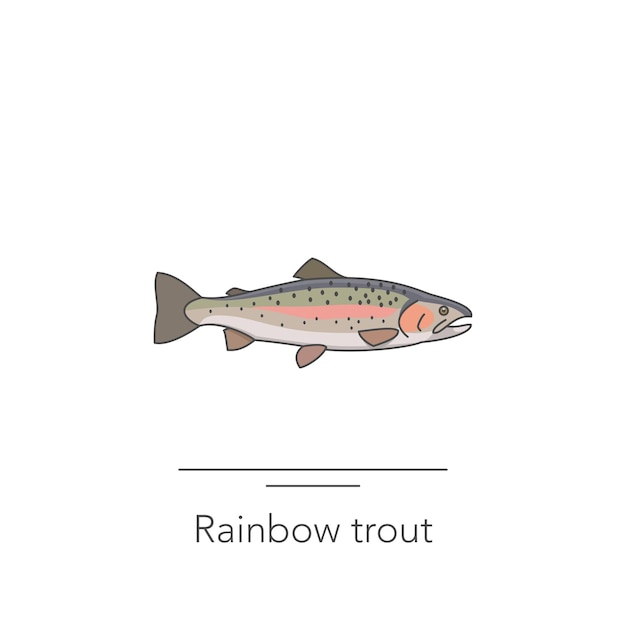 ニジマスのアイコン白ベクトル図にマス魚の概要カラフルなアイコン