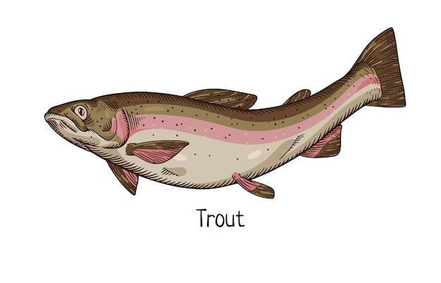 Rainbow trout vintage drawing Realistic river freshwater fish north cold water animal species drawn in retro style side view Detailed vector illustration isolated on white background