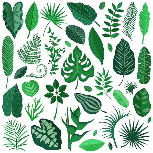 Rainforest tropical leaves collection