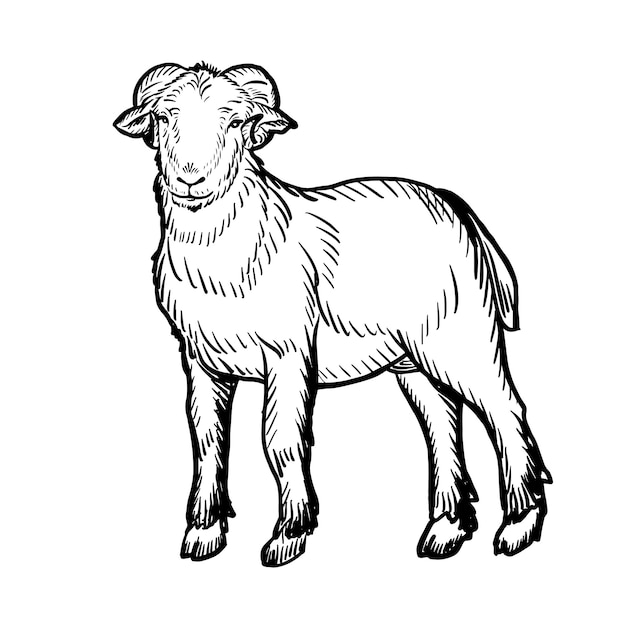 The ram is young. Ink black and white doodle drawing in woodcut style.Farming. Livestock. Vector