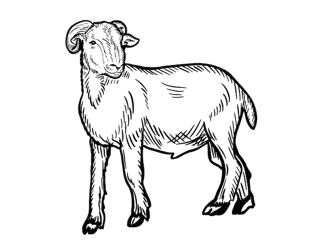 Ram lamb standing side view collection. ink black and white doodle drawing in woodcut style